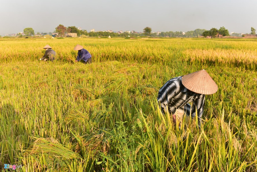 mơ thấy mình đi gặt lúa đánh đề con gì 01