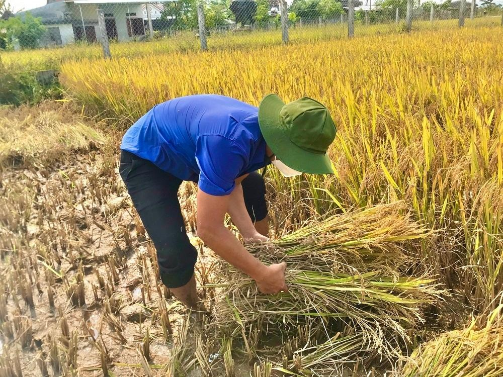 mơ thấy mình đi gặt lúa đánh đề con gì 02